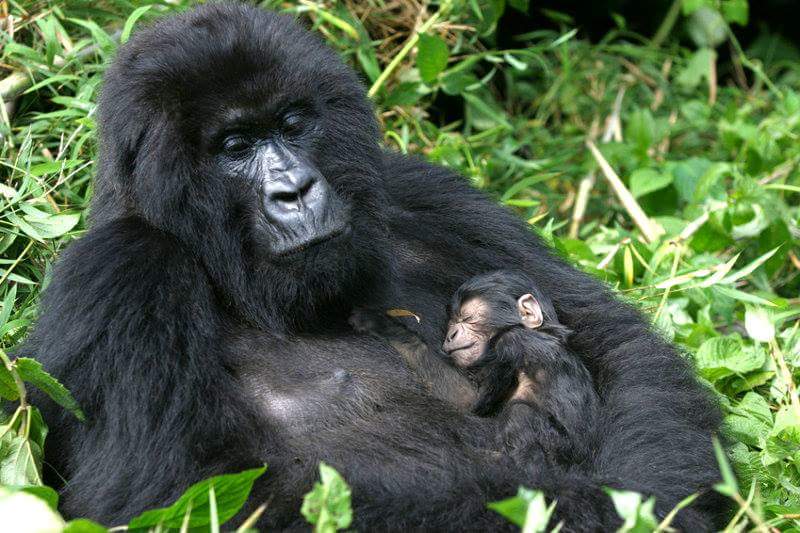 Gorilla with new born baby