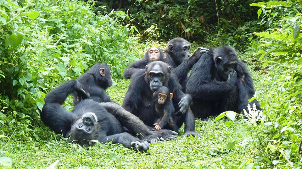 Chimpanzee-Trekking-Kyambura-Gorge2
