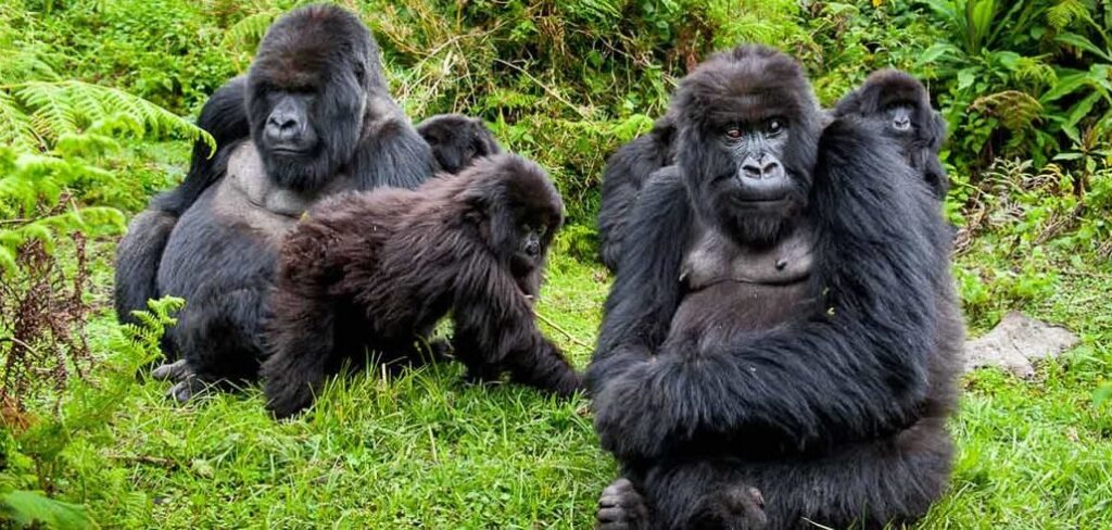 rwanda-gorillas-1