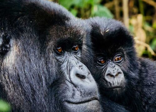 3 Day Uganda Gorilla Trekking Safari