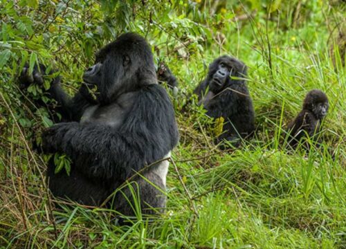 3 Days Rwanda Gorilla Tracking Safari