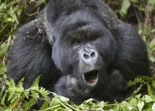 3 Days Rwanda Gorilla Tour