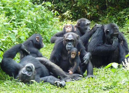 Chimpanzee Tracking in Uganda: An Unforgettable Wildlife Adventure