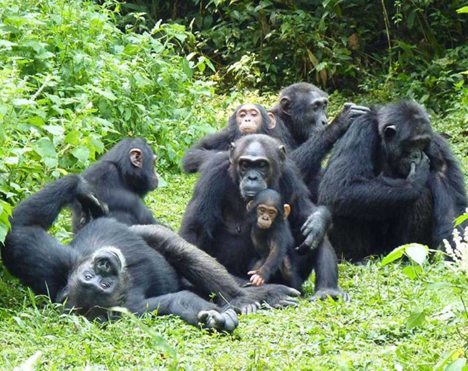 Chimpanzee Trekking Kyambura Gorge2