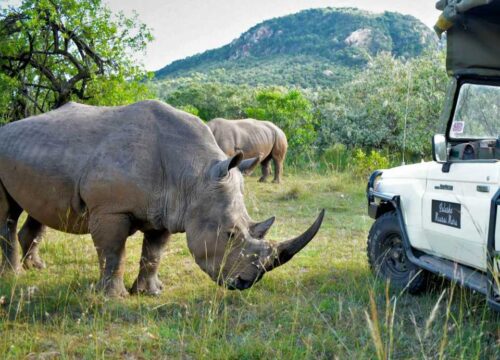 Uganda to Tanzania: A Seamless Wild Adventure