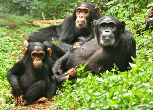 5 Days Gorilla & Chimpanzee Safari