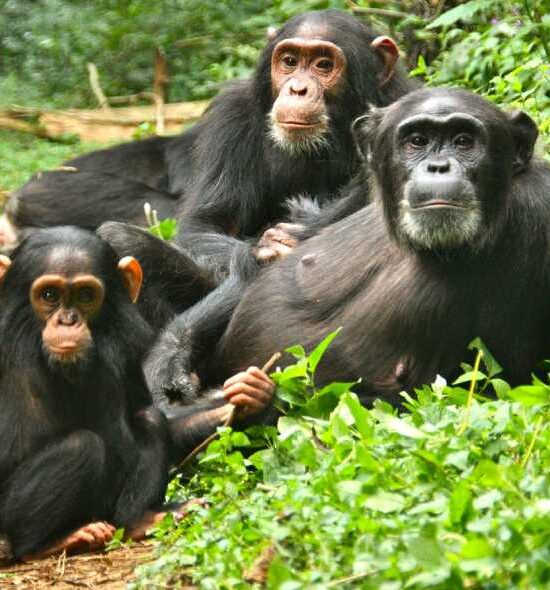 5 Days Gorilla & Chimpanzee Safari