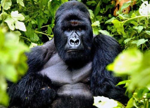 3 Day Gorilla Habituation Safari