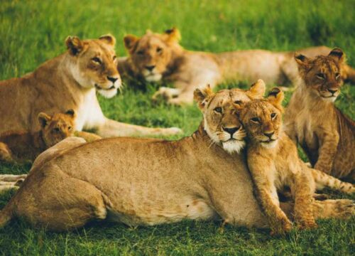 5 Days Uganda Gorilla and Wildlife Safari