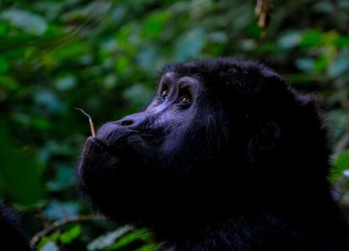 9 Days Ugandan Experience! Game, Chimps, and Gorillas (Luxury)