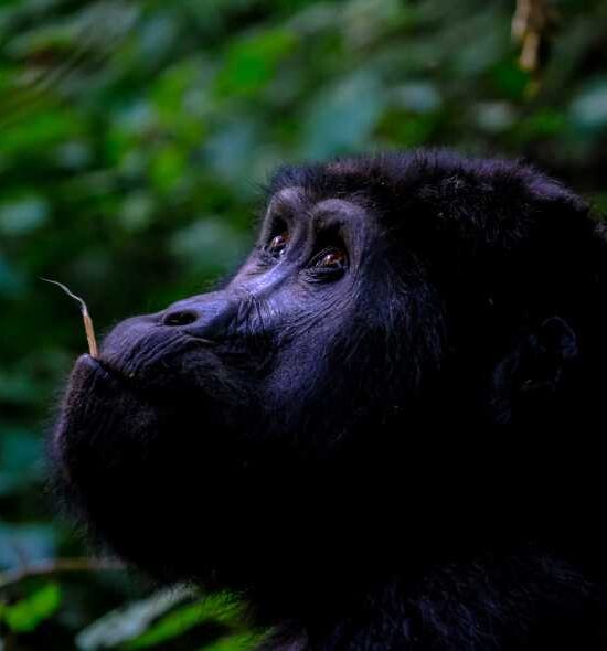 9 Days Ugandan Experience! Game, Chimps, and Gorillas (Luxury)