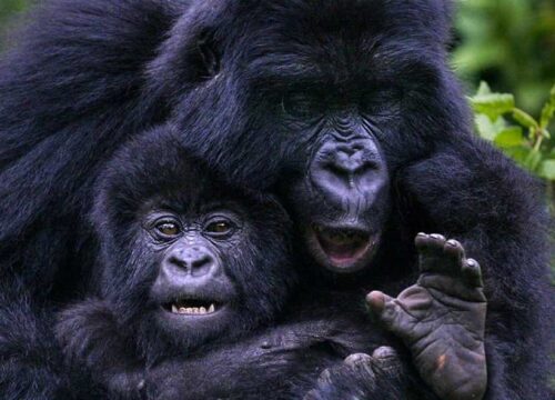 3 day Rwanda Gorilla Tracking Safari