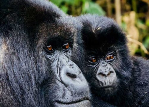 Exploring the Untamed Beauty of Uganda