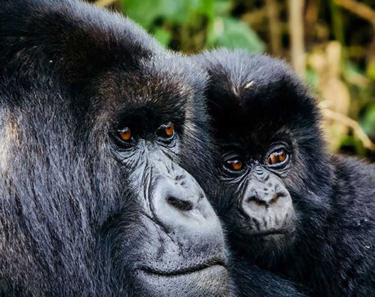 5 Days Gorilla Trekking Safari in Rwanda