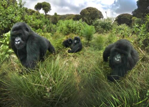 4 Days Rwanda Safari Adventure