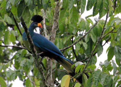 9 Days Uganda Birding Safari