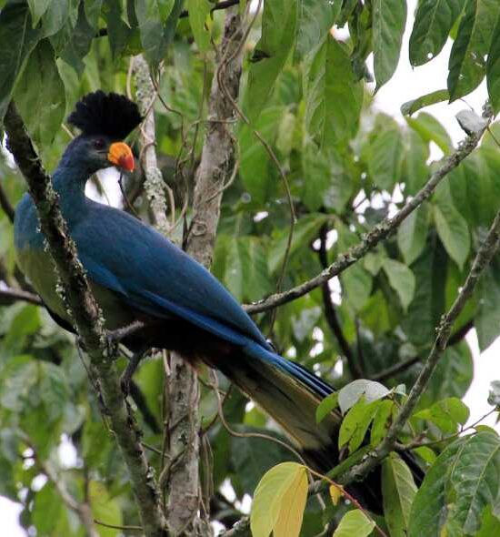 9 Days Uganda Birding Safari