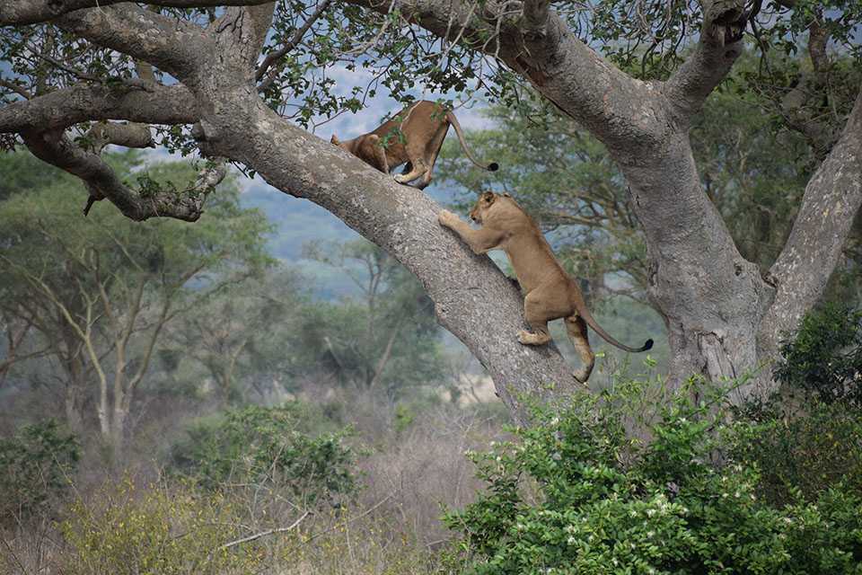 Tree Climbing Lions2