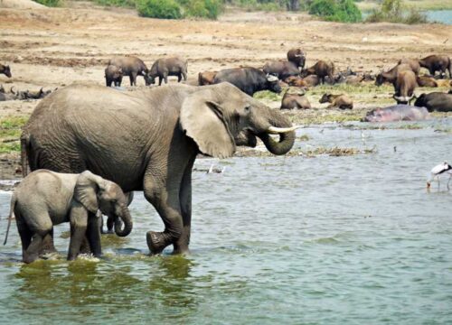 3 Days Queen Elizabeth NP Safari