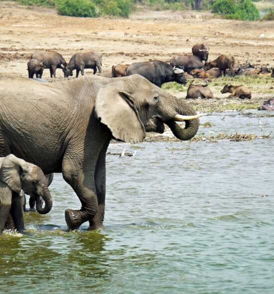 3 Days Queen Elizabeth NP Safari