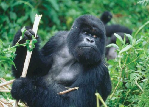 9 Days Uganda Primates Safari