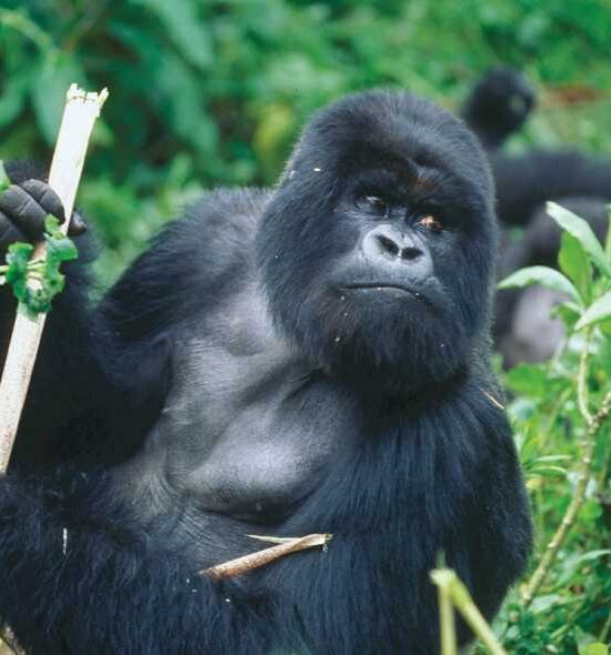 9 Days Uganda Primates Safari