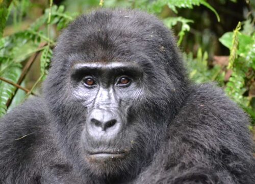 2 Days Gorilla Tracking PNV