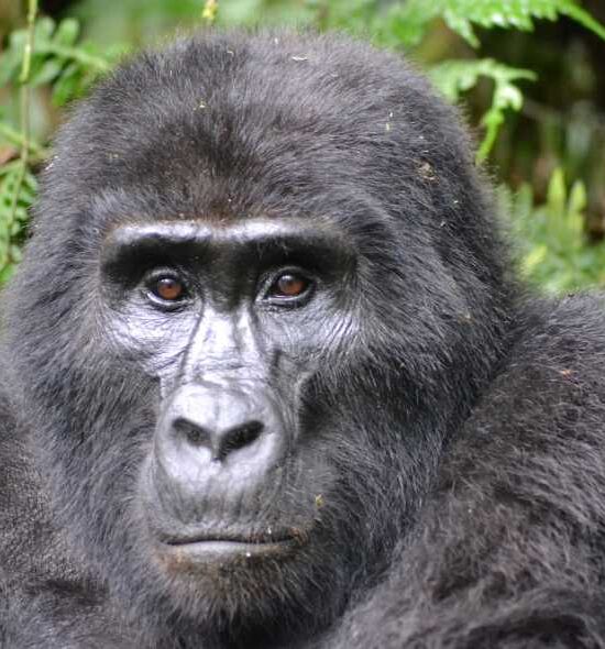 2 Days Gorilla Tracking PNV
