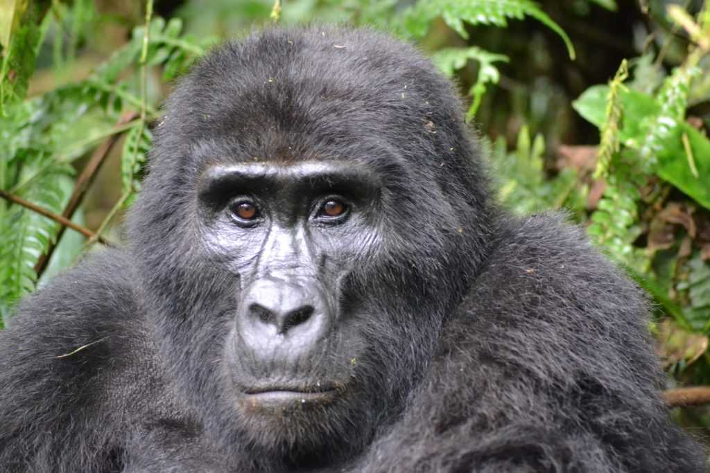 gorilla 3928903 1920 1024x683 1
