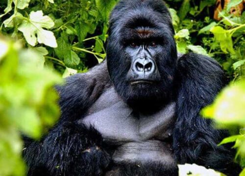 Exploring the majesty of mountain gorillas in Uganda’s Bwindi Impenetrable and Mgahinga National Parks