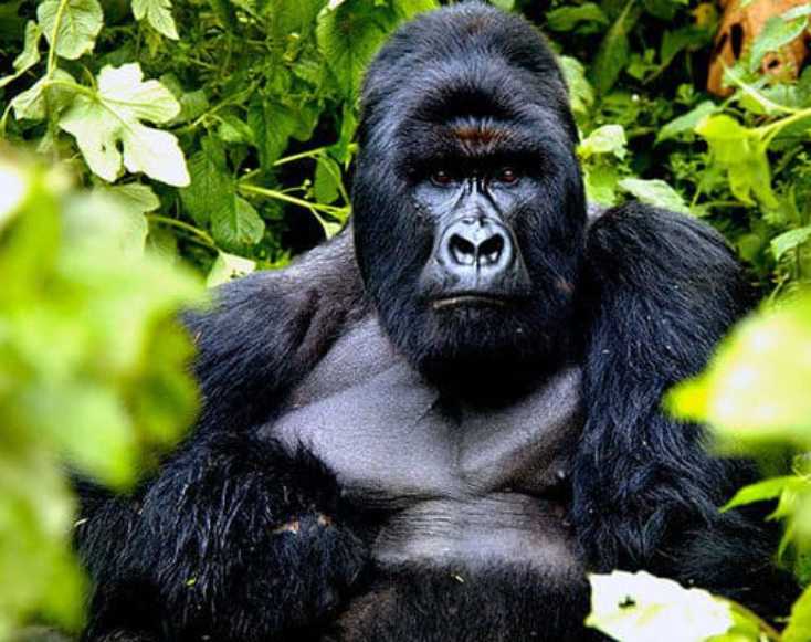gorilla