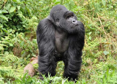 9 Days Ugandan Gorillas – Bwindi