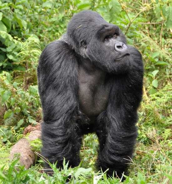 9 Days Ugandan Gorillas – Bwindi