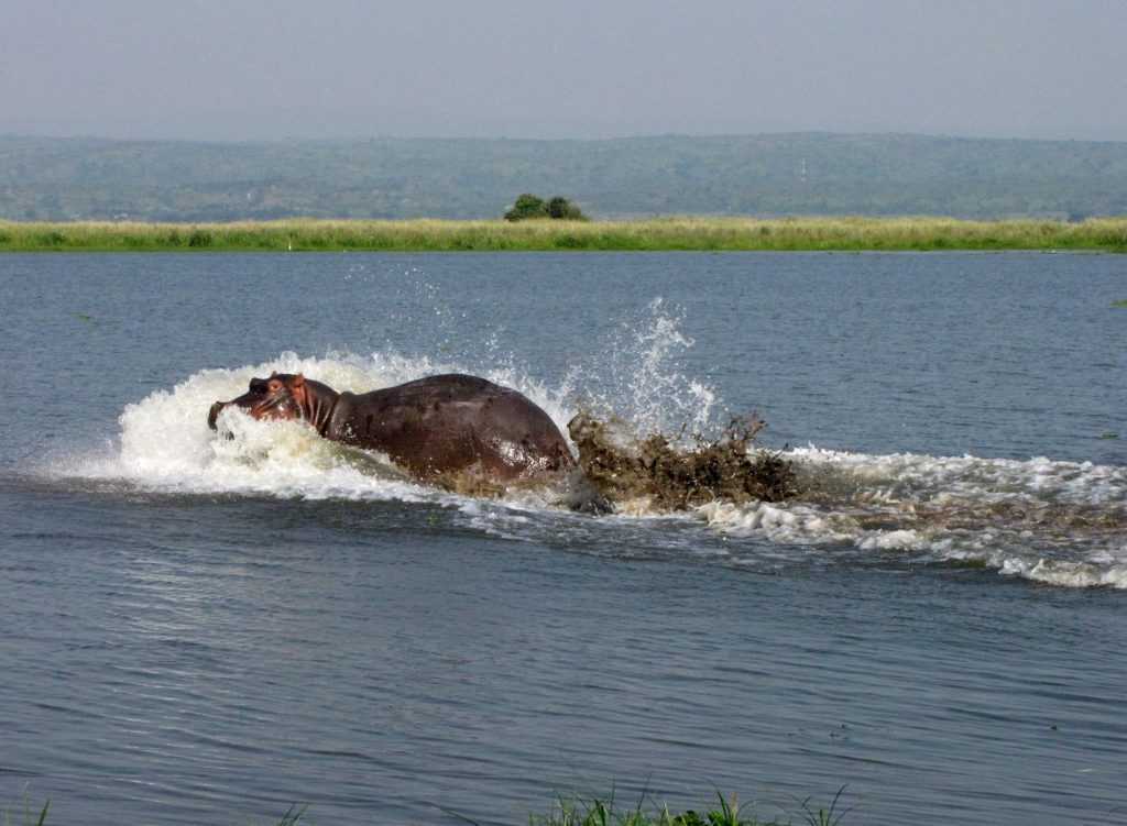 hippo 2298590 1920 1024x751 1