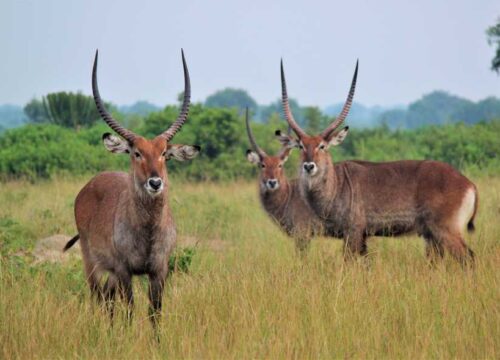 10 Days Exclusive Ugandan Experience (Luxury)