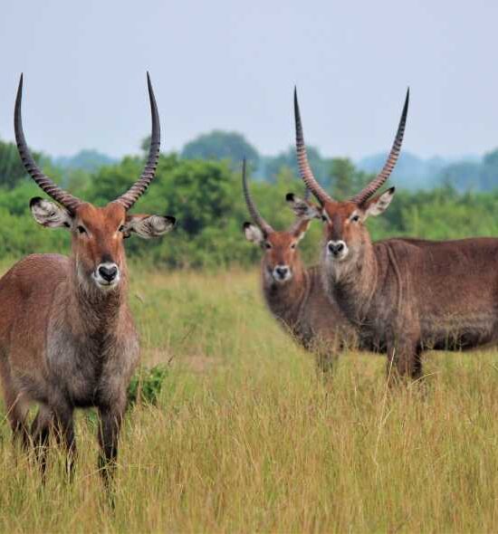 10 Days Exclusive Ugandan Experience (Luxury)