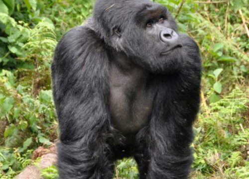Mountain Gorilla Trekking Safari