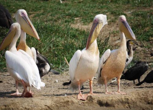 15 Days Uganda Bird Watching Safari