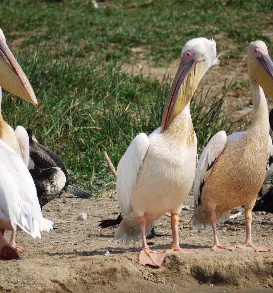 15 Days Uganda Bird Watching Safari