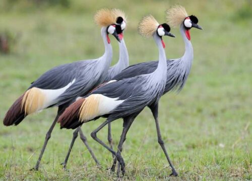 12 Days Forest Bird Watching Safari