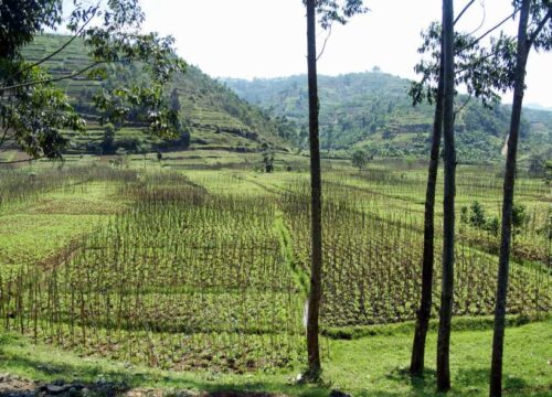 12 Days Uganda-Rwanda Tour