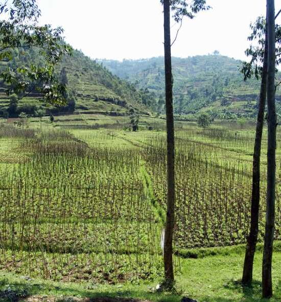 12 Days Uganda-Rwanda Tour