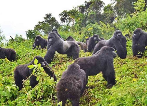 Why Uganda Should Be Your Next Safari Destination in 2026