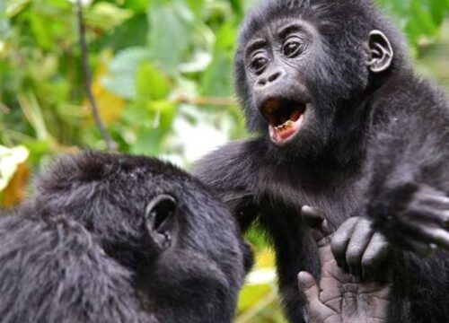 Organizing a budget gorilla trekking safari to Uganda