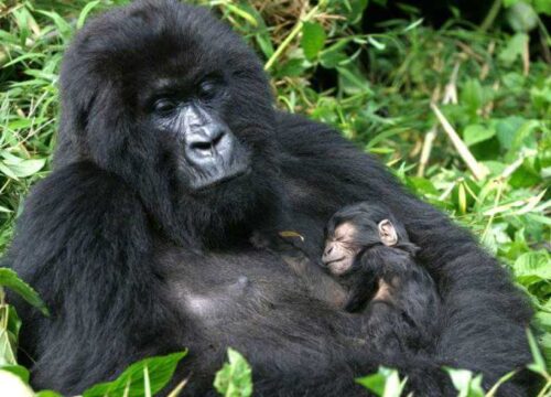 3 Days Ultimate Fly-In Gorilla Experience