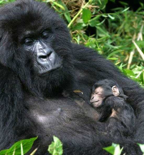 3 Days Ultimate Fly-In Gorilla Experience