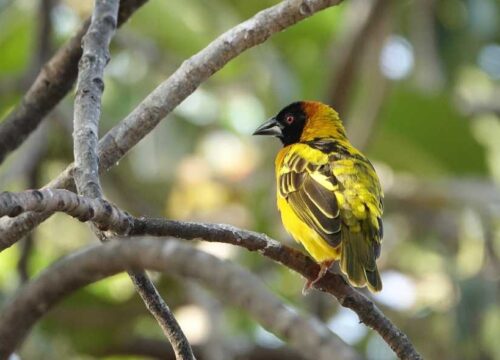 8 Days Uganda Birding Safari