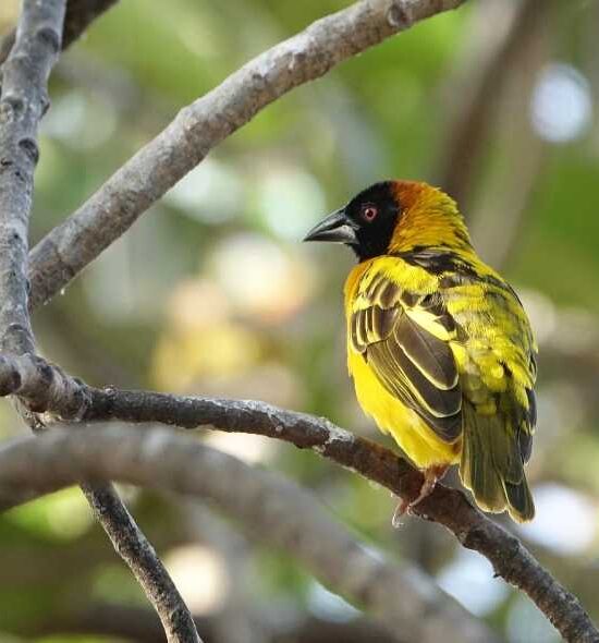 8 Days Uganda Birding Safari