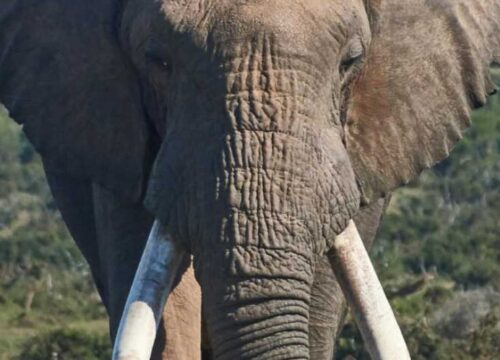 Queen Elizabeth National Park Adventure