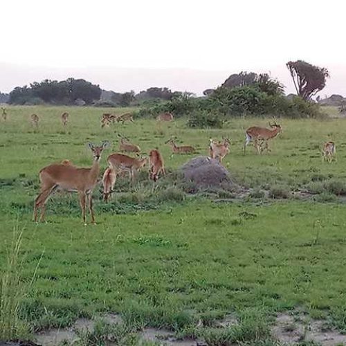 Antilopes-at-Queen-ELizabeth-National-Park2